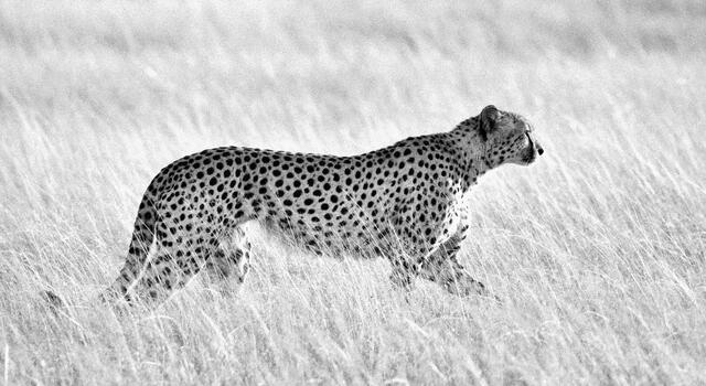 Cheetahs pause