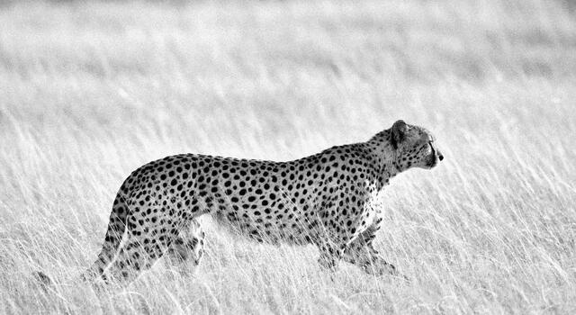 The Cheetah's pause